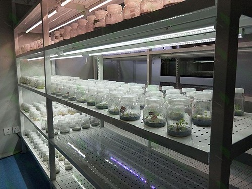 焉耆植物组织培养实验室设计建设方案